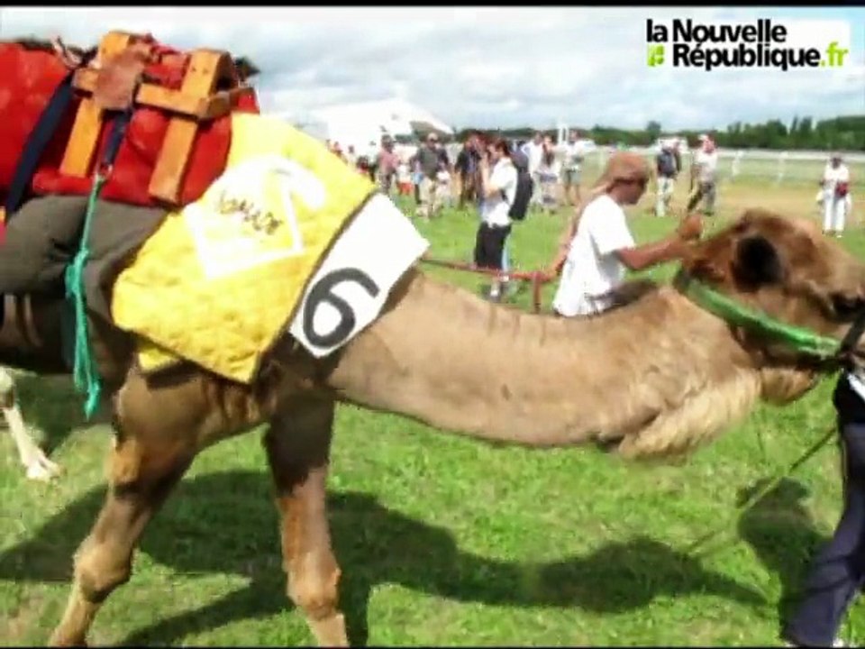 VIDEO. Dans la course avec les dromadaires