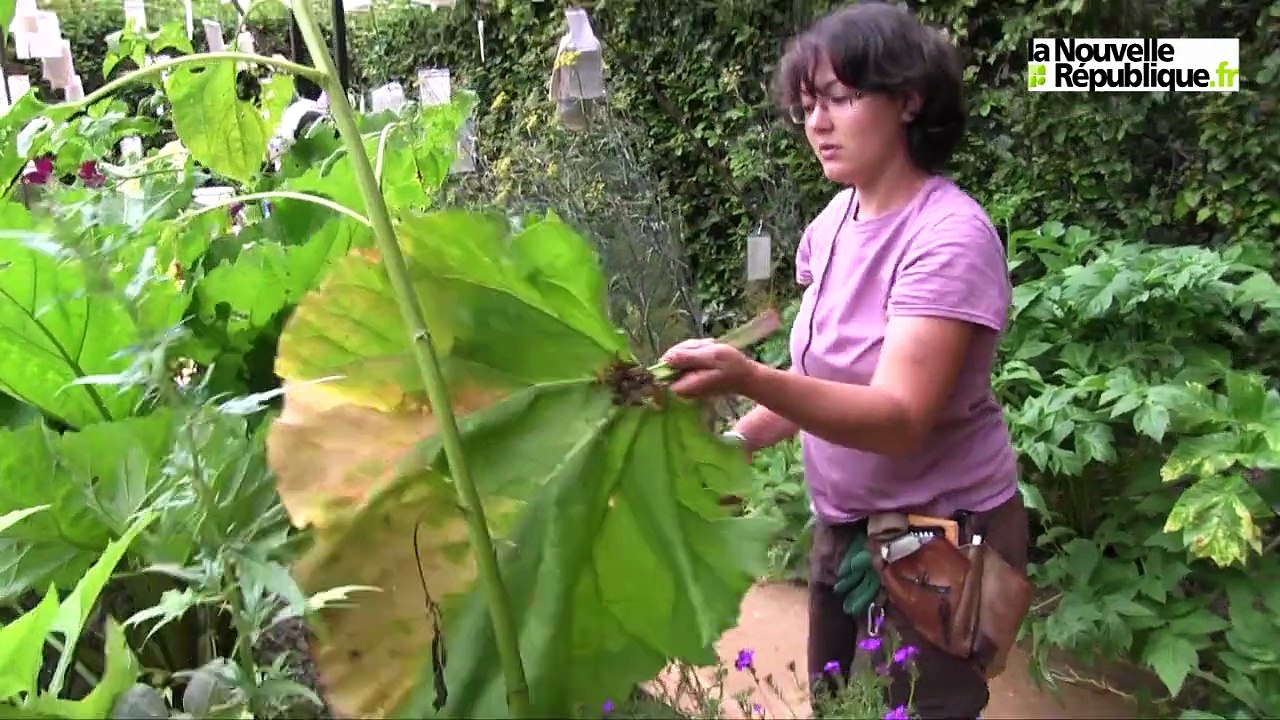 VIDEO. Dans les coulisses du Festival des jardins à Chaumont