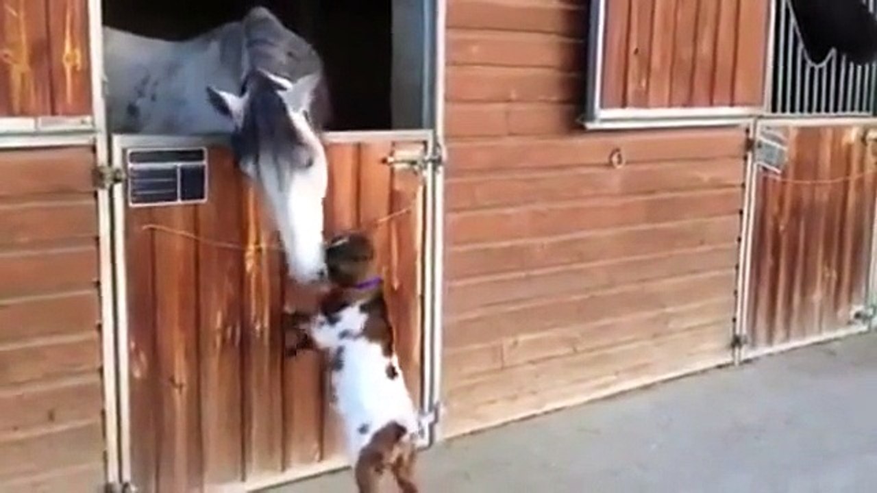 This is too cute :D