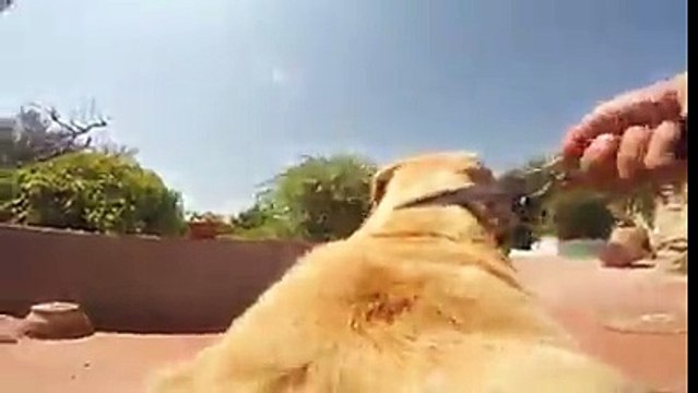 Собака бежит к морю (вид от первого лица)