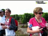 VIDEO. Vignes, vins et randos à Saint-Nicolas