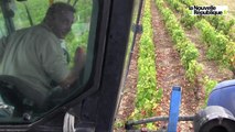 VIDEO. C'est les vendanges en Touraine : le gamay est récolté