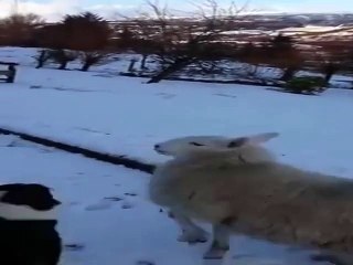 Sheep Imitating The Dogs