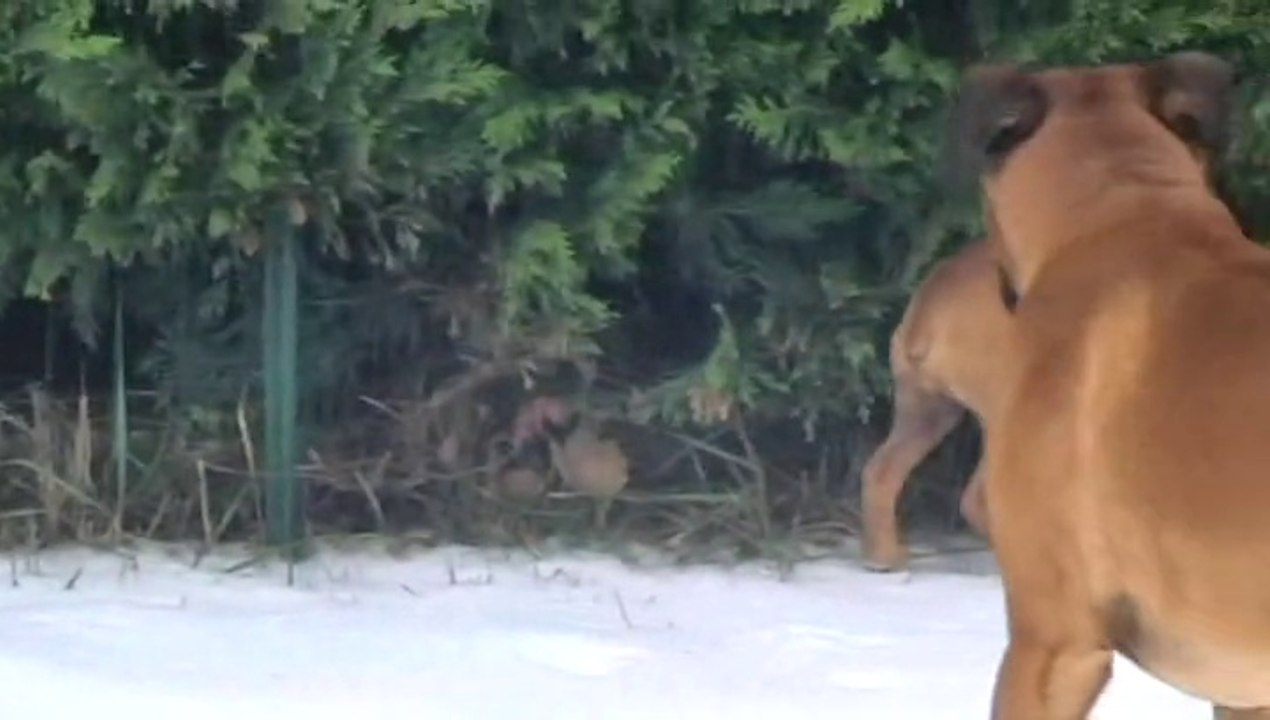 JOYCE ET FUNKY 04-02-2015 LA NEIGE