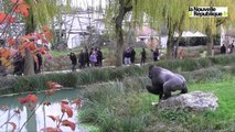 Video. A Beauval, l'ambassadeur de Chine en France y retrouve ses petits...pandas