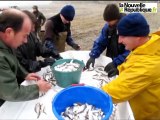 VIDEO. La Bretagne en Touraine : vidange et pêche géante à l'étang du Louroux