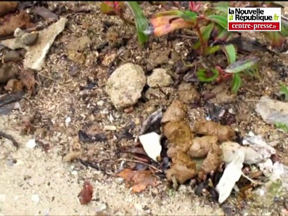 VIDEO. Châtellerault: sus aux crottes!