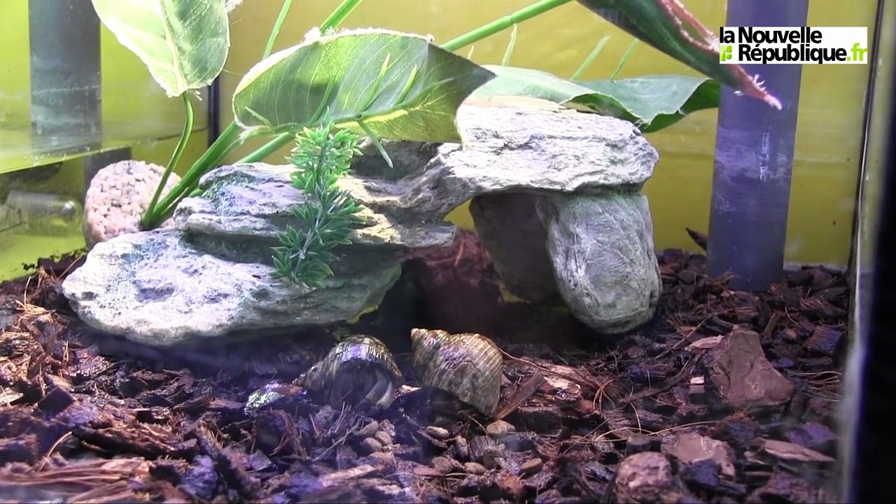 VIDEO. Blois : et si vous adoptiez un bernard-l'ermite ?