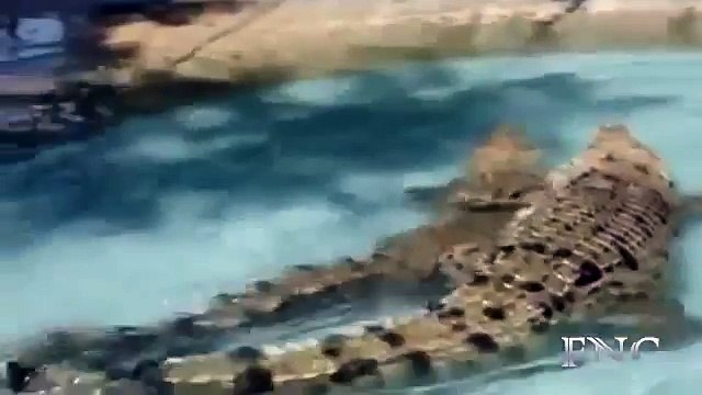 OMG.. Crocodile Mating | Amazing Animal Mating HD