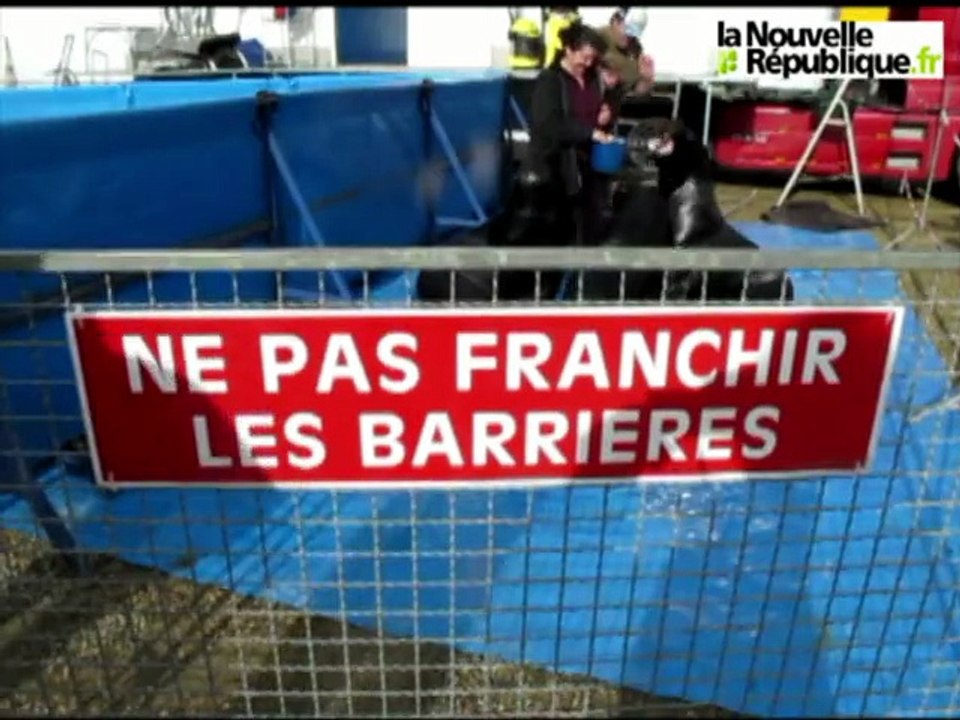 VIDEO.Tours : Séance photo des éléphants et des otaries du cirque Pinder