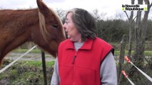 VIDEO. La Chapelle-Montmartin : des chevaux affamés bientôt sauvés