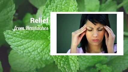 Launching Emmi's Essentials Peppermint Oil