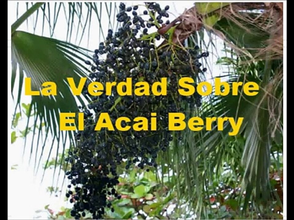 Dieta Acai -Que es Acai? Comprar Acai