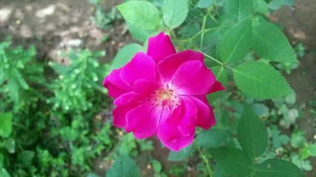 Samsung Galaxy Mega 6.3 Camera Quality Samples Images and Video - iGyaan