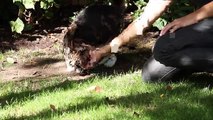 Cat Jumping in Slow Motion - The Slow Mo Guys