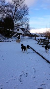 Pet the lamb that thinks it's a dog!