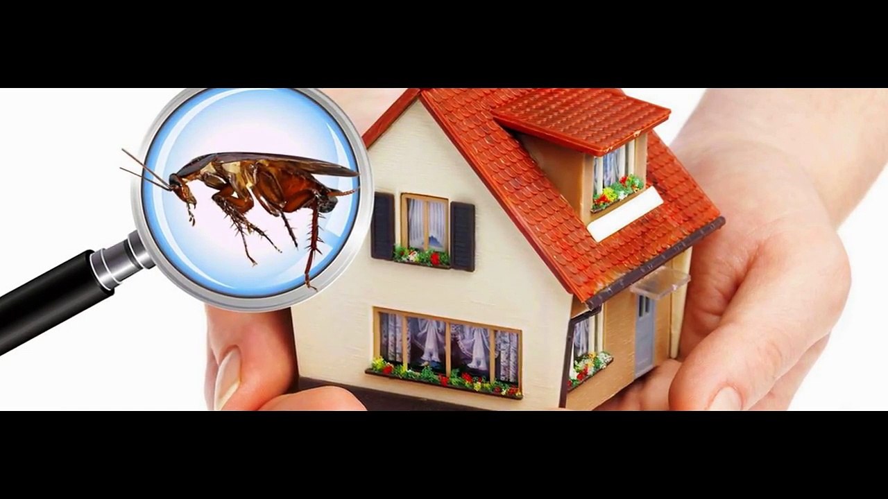 Outlines For Immediate Solutions In rats control Sydney