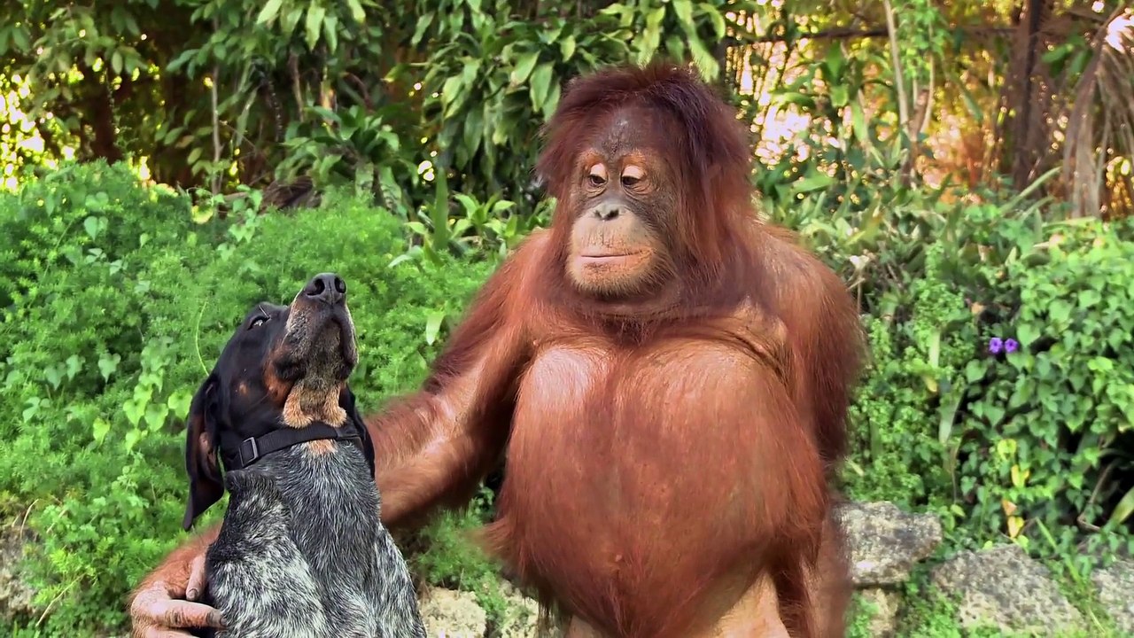 Cute animals everiwhere in this Android commercial : Friends Forever