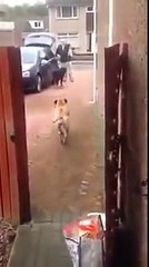 Smart Dog Helps Owner - Funny Video