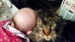 Maine Coon Videos - Sweet Maine Coon cuddling with a baby