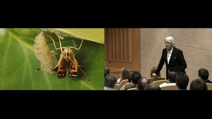 Kelebeğin Müthiş Öyküsü Ve Sen