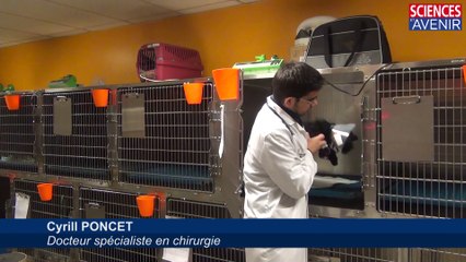ANIMAUX. Visite du Centre Hospitalier Vétérinaire Frégis