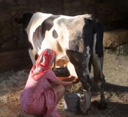 Ivana Sertin Çok Konuşulacak Süt Sağma Sahnesi