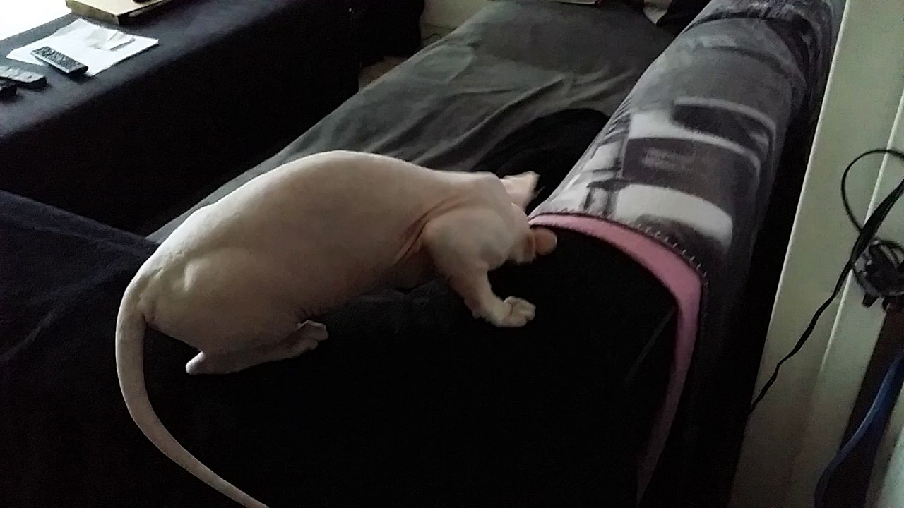 Ma puce qui m appelle Maman