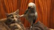 Parrot intimidates cat - Блатной попугай запугивает кота