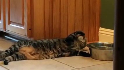 lazy cat wont even get up to drink water