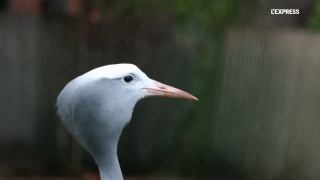 Dans les coulisses de la Ménagerie du Jardin des Plantes
