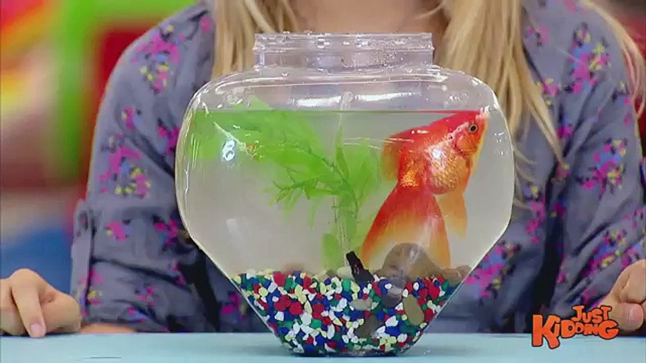 GOLDFISH ATTACK Prank!!