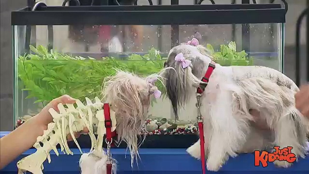 Piranha Eats Dog !