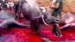 Sudesh Foundation - Appeal to impose Ban on all Slaughterhouses in Meerut, India