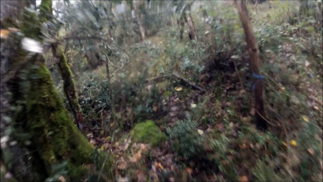 chasse à la bécasse