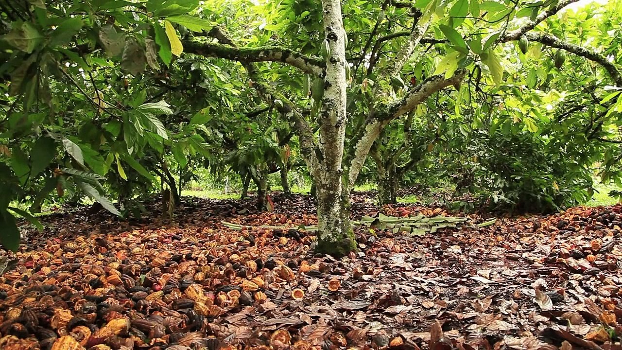 Uganda setzt auf Kakao