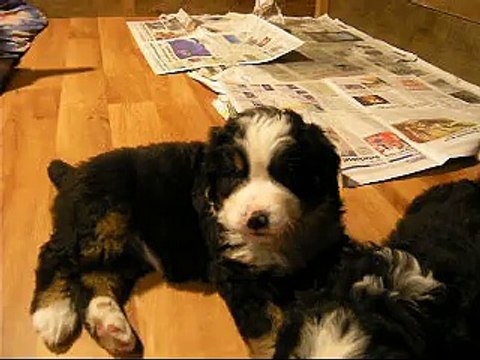 5 fév zoom sur femelle rose