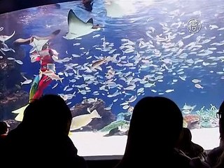 Рыб в японском аквариуме кормят «валентинками»