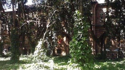 Parques de São Paulo - Jardim da Luz