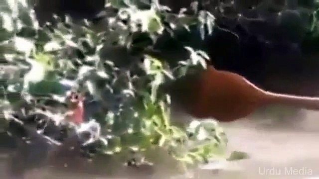 Brazilian Men Find Giant biggest yellow Anaconda In River