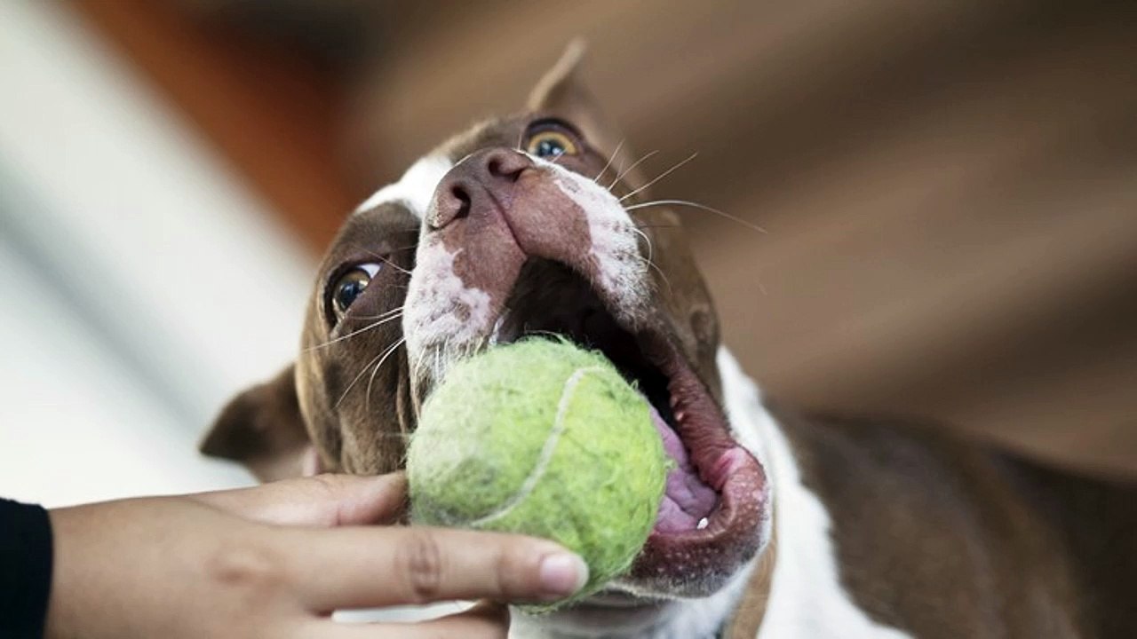 Dog obedience training
