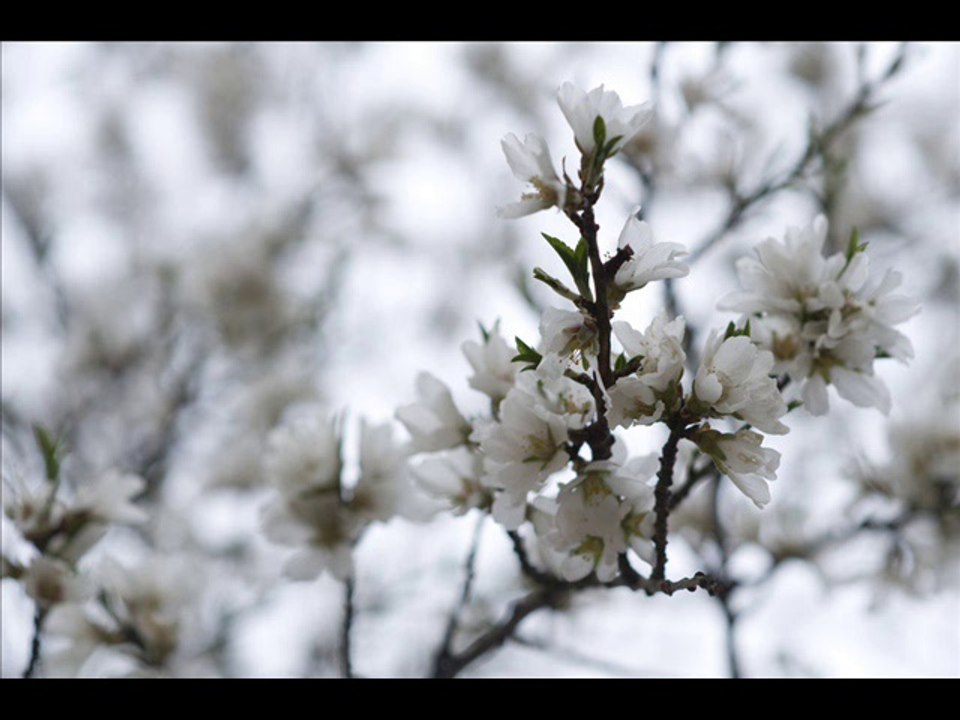 DARWICH, Mahmoud - Pour décrire les fleurs d’amandier.