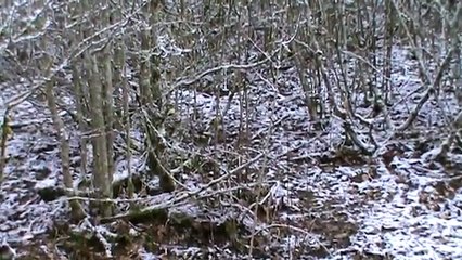 ghandi et urkane n°4 chasse aux sangliers avec jagd terrier