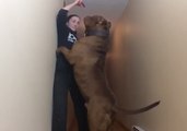 The World's Biggest Pitbull