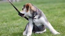 Dog Training - Teaching Your Puppy to Accept His Collar and Leash