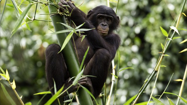 Interception - Sur la piste des grands singes