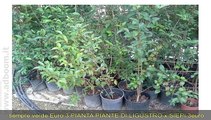 FIRENZE, MONTESPERTOLI   PIANTE LIGUSTRO SIEPE SIEPI  ALTE + CM150 SEMPRE VERDE EURO 3