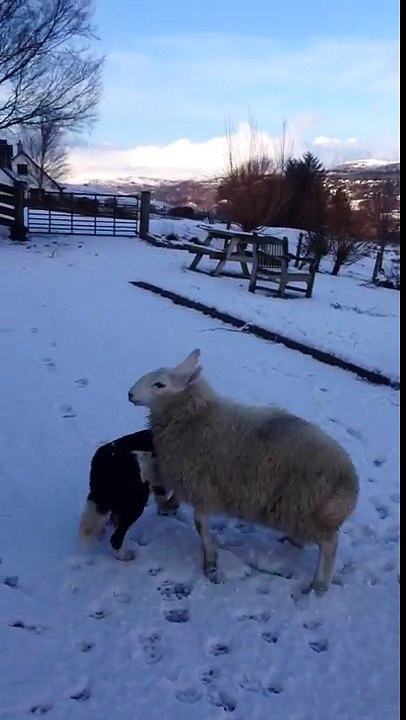 Quand un mouton se prend pour un chien