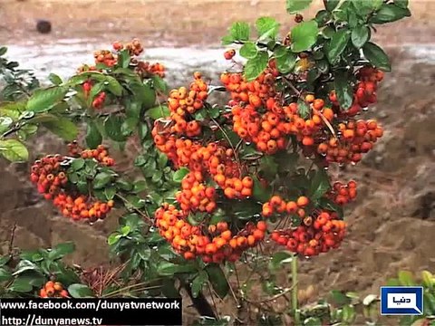 Dunya News - Met deptt forecasts rain, snow in parts of country on Saturday