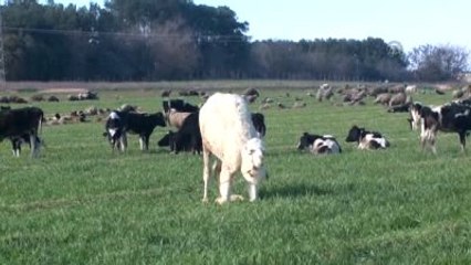 Suriye Sınırında Hayvan Kaçakçılığı